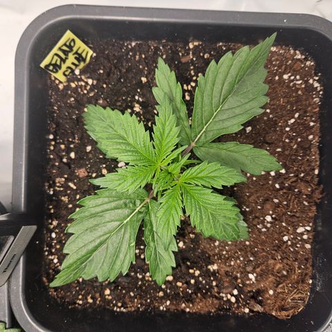 Gelato Glue Auto growlog timeline photo