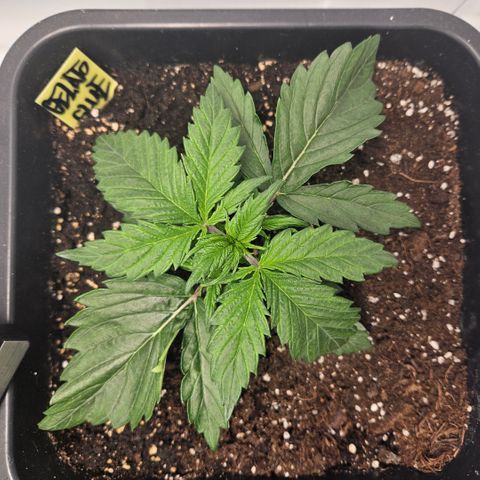 Gelato Glue Auto growlog timeline photo