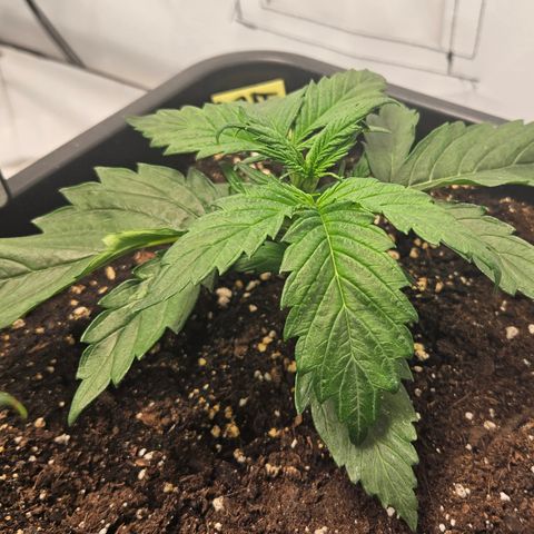 Gelato Glue Auto growlog timeline photo