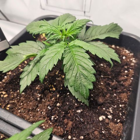 Gelato Glue Auto growlog timeline photo