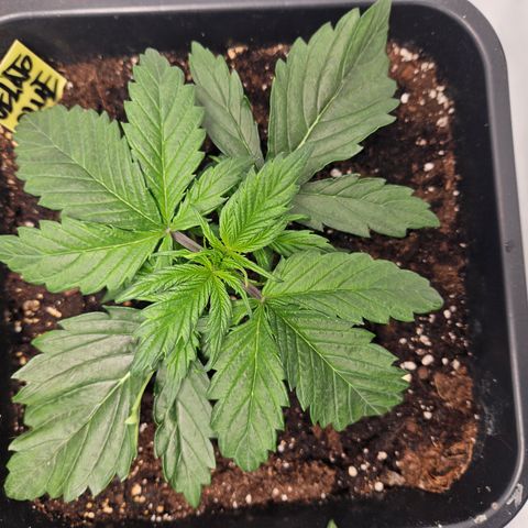 Gelato Glue Auto growlog timeline photo