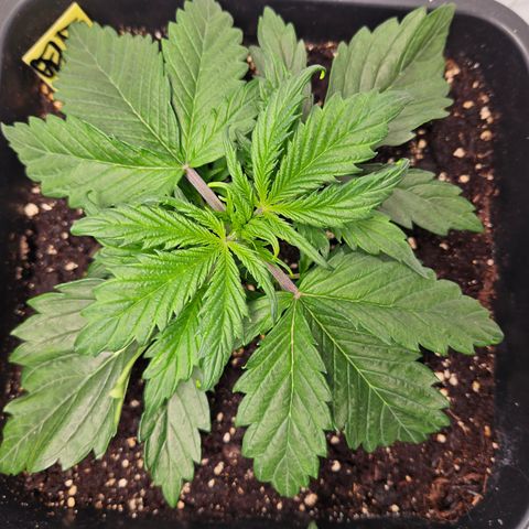 Gelato Glue Auto growlog timeline photo