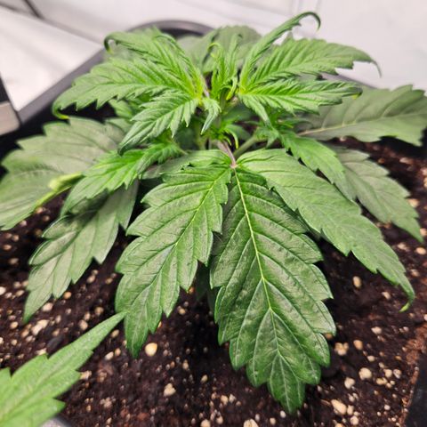 Gelato Glue Auto growlog timeline photo