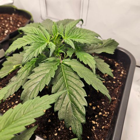 Gelato Glue Auto growlog timeline photo