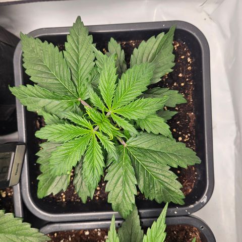 Gelato Glue Auto growlog timeline photo