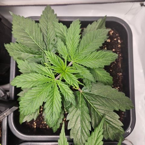 Gelato Glue Auto growlog timeline photo