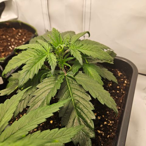 Gelato Glue Auto growlog timeline photo