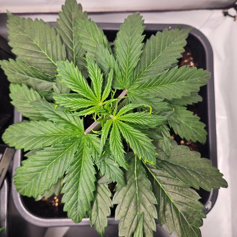 Gelato Glue Auto growlog timeline photo