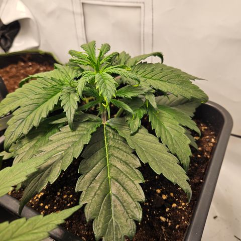 Gelato Glue Auto growlog timeline photo