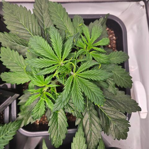 Gelato Glue Auto growlog timeline photo