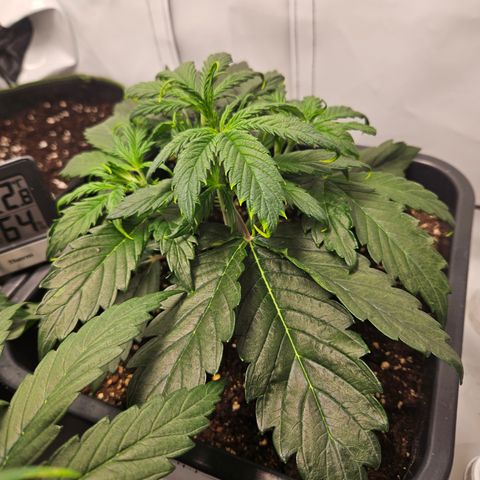 Gelato Glue Auto growlog timeline photo