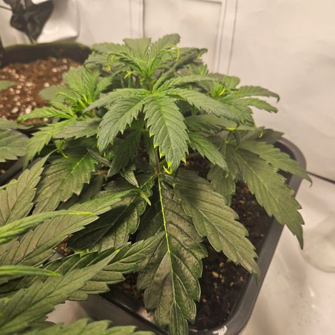Gelato Glue Auto growlog timeline photo