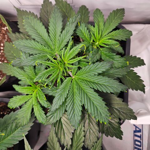 Gelato Glue Auto growlog timeline photo