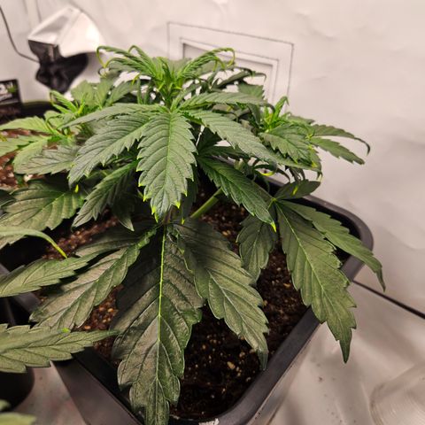 Gelato Glue Auto growlog timeline photo