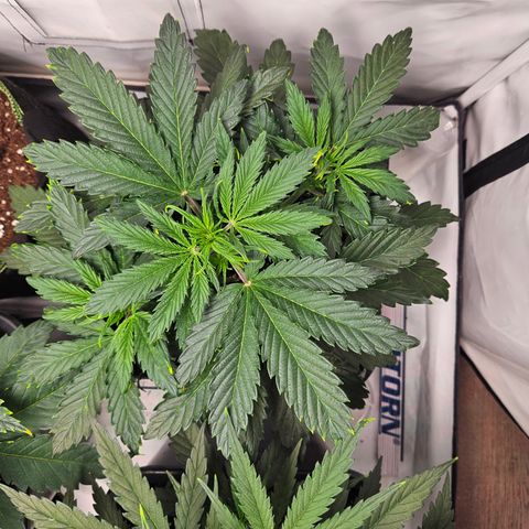 Gelato Glue Auto growlog timeline photo