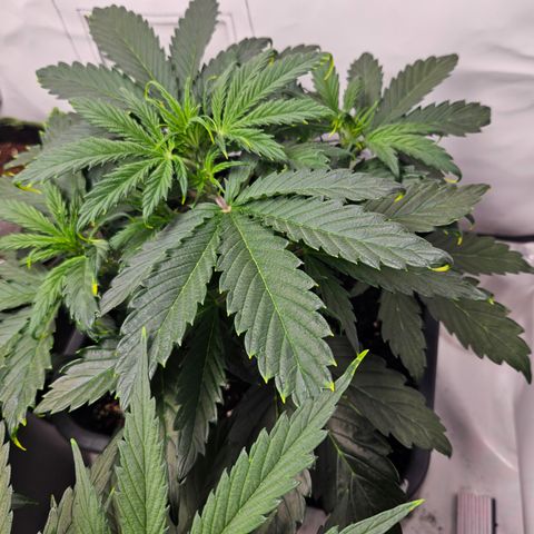 Gelato Glue Auto growlog timeline photo