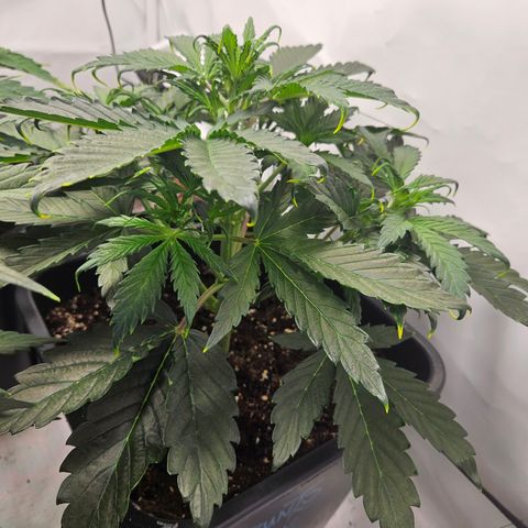 Gelato Glue Auto growlog timeline photo