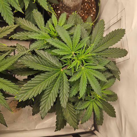 Gelato Glue Auto growlog timeline photo