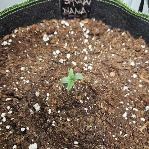 Strawberry Banana Auto growlog timeline photo
