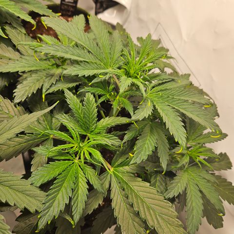 Gelato Glue Auto growlog timeline photo