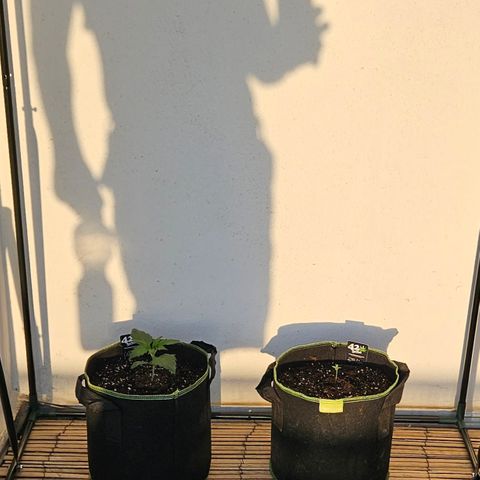 Strawberry Banana Auto growlog timeline photo