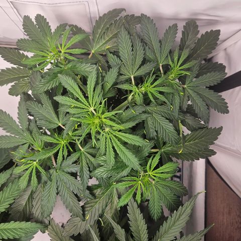 Gelato Glue Auto growlog timeline photo