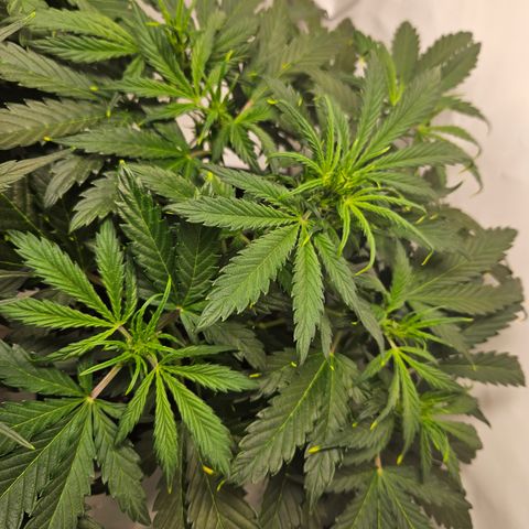 Gelato Glue Auto growlog timeline photo