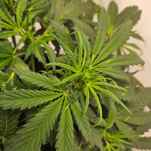 Gelato Glue Auto growlog timeline photo