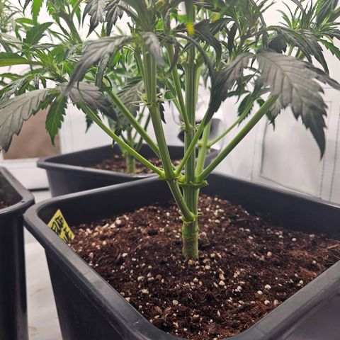 Gelato Glue Auto growlog timeline photo