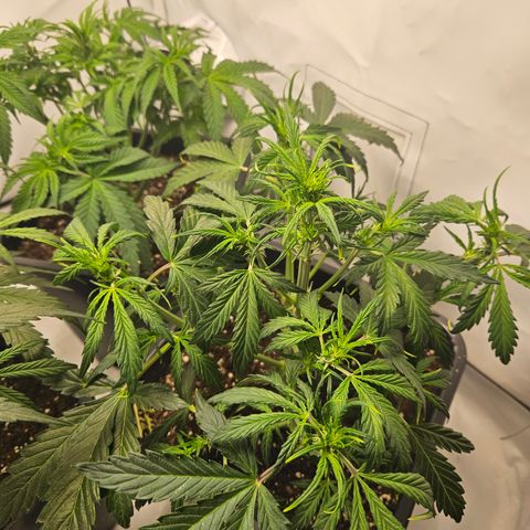 Gelato Glue Auto growlog timeline photo