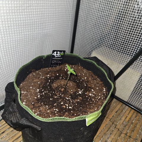 Strawberry Banana Auto growlog timeline photo