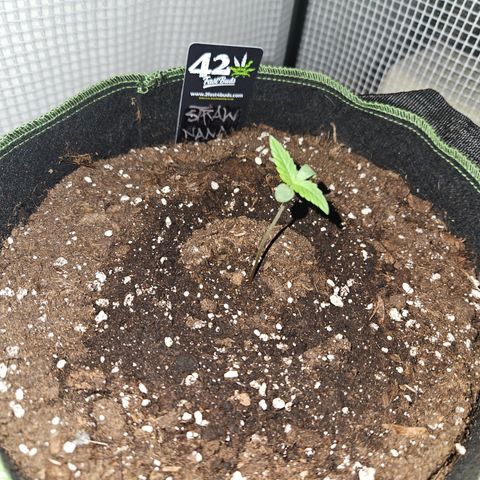 Strawberry Banana Auto growlog timeline photo