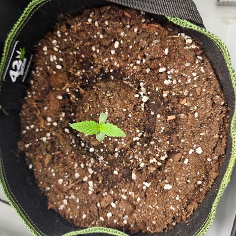 Strawberry Banana Auto growlog timeline photo