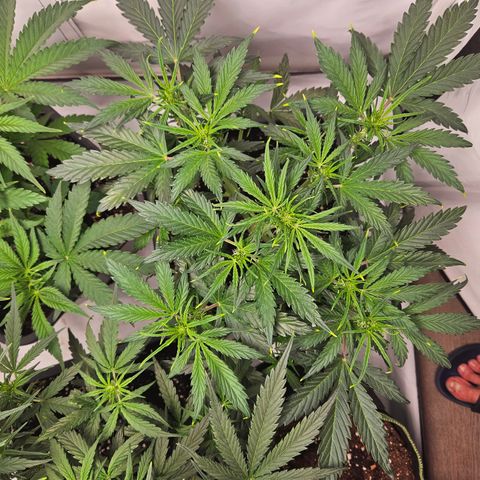 Gelato Glue Auto growlog timeline photo