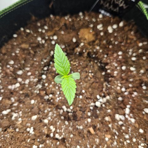 Strawberry Banana Auto growlog timeline photo