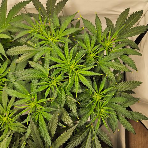 Gelato Glue Auto growlog timeline photo