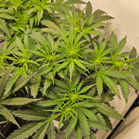 Gelato Glue Auto growlog timeline photo