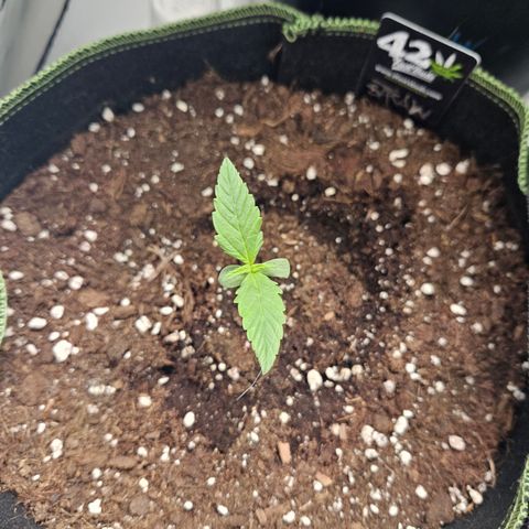 Strawberry Banana Auto growlog timeline photo