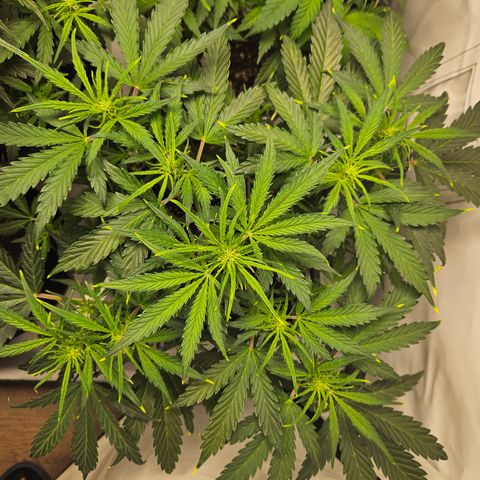 Gelato Glue Auto growlog timeline photo