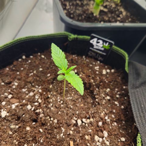 Strawberry Banana Auto growlog timeline photo