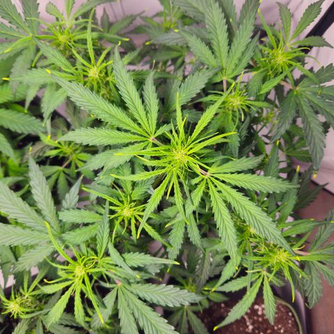 Gelato Glue Auto growlog timeline photo