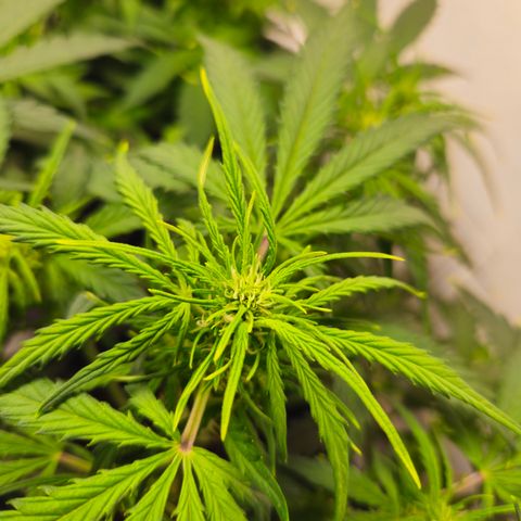 Gelato Glue Auto growlog timeline photo