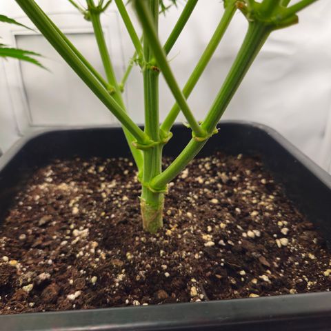 Gelato Glue Auto growlog timeline photo