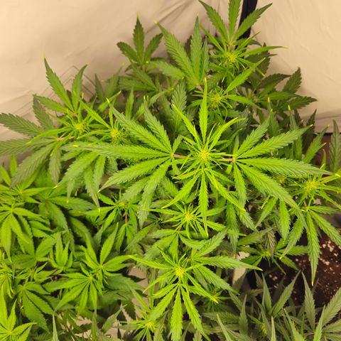 Gelato Glue Auto growlog timeline photo