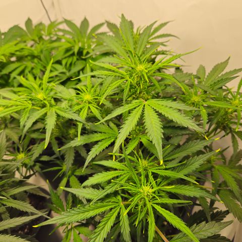 Gelato Glue Auto growlog timeline photo