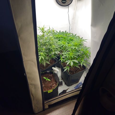 Strawberry Banana Auto growlog timeline photo