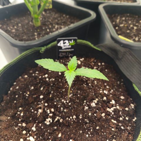 Strawberry Banana Auto growlog timeline photo