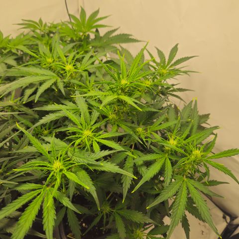 Gelato Glue Auto growlog timeline photo