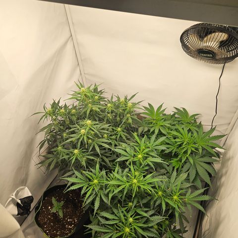 Gelato Glue Auto growlog timeline photo