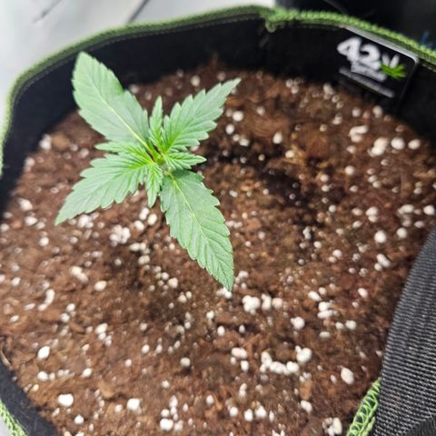Strawberry Banana Auto growlog timeline photo